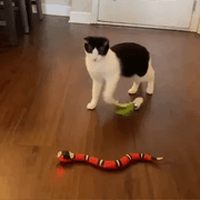 Giocattolo intelligente a forma di serpente per gatti